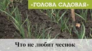 Голова садовая - Что не любит чеснок