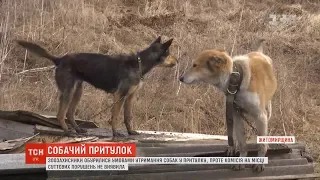 Концтабір чи порятунок для собак: ТСН перевірила притулок під Новоград-Волинським