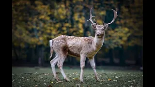 10 Fascinating Facts About Deer You Didn't Know!