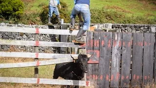 Trabalho de Campo na Ganadaria CAJAF a  31 Outubro de 2015