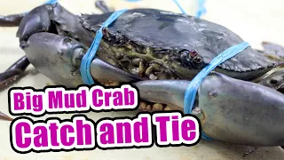 Big Mud Crab Catch and Tie