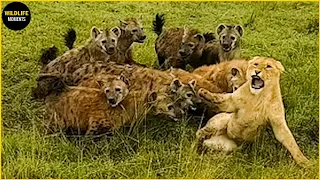 45 Epic Moments Hyena Vs Wild Dog Vs Lion Caught On Camera - Wildlife Moments