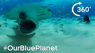 Hammerhead Sharks 360° | #OurBluePlanet | Earth Unplugged