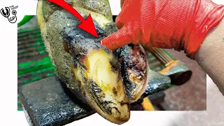 HUGE ULCER hangs out of COWs HOOF!