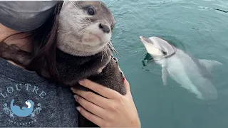 Can Otters Be Friends With Dolphins?