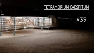 Tetramorium caespitum//переселение//макро