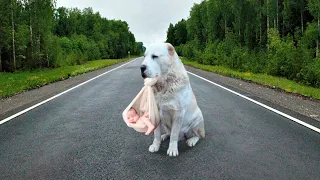 Алабай с младенцем в зубах сидел на дороге, надеясь остановить машину. Он вынес его из горящего дома