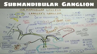 Submandibular Ganglion | Parasympathetic Ganglion | TCML