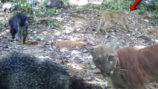 ONÇA PINTADA, ONÇA PARDA, PORCO DO MATO, ANTA MAGRA E MUITO MAIS NA SEVA, CONFUSÃO NA MATA