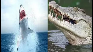 Animal Face-Off: Croc vs Great White (but with jokes)