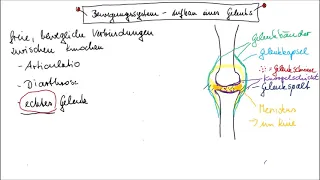 Aufbau eines echten Gelenks leicht erklärt