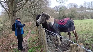 #LIVE #BEAUTIFUL #ENCHANTING #WILD #PONIES #BISLEY #COMMON #WEATHER #FORECAST #UK2024.🐴🐎😀⛈️👍