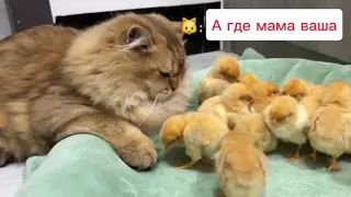 "Кошка-нянька: забота о цыплятах"