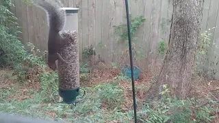 Yankee Flipper bird feeder -  Squirrel takes a ride