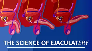 Behind The Sperm and Ejaculation