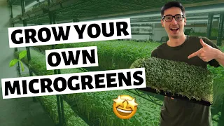 How To Grow Microgreens Indoors (SEED to HARVEST)