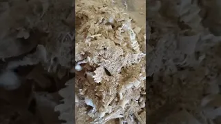 Vacuuming sawdust and wood chip