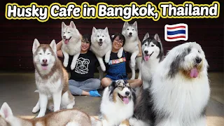 Binisita ko ang SIKAT NA HUSKY CAFE sa THAILAND! | TrueLove @ Neverland Bangkok, Thailand