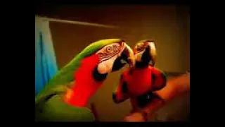 Parrot Talking - Smart And Funny Parrots Video #1 | Pets Town #sortsyoutub #shorts