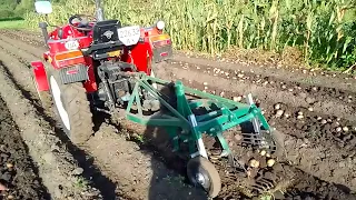 копаем картошку 2023