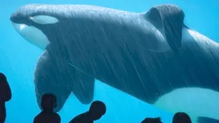 15 Things Seaworld Doesn't Want You To Know