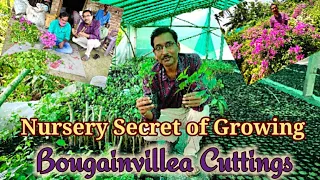 Learn the Nursery Secret of Taking Cuttings of Bougainvillea and Try it at your Home