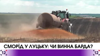 Сморід у луцьку: чи винна барда?