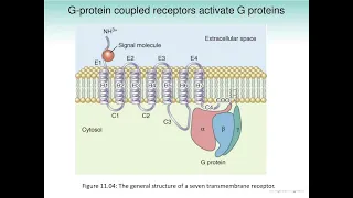 Рецепторы, сопряжённые с G-белками 002 (Part 4)