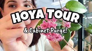 MASSIVE Hoya Cabinet Purge!! 🌿 everything in my Milsbo IKEA cabinet ✨️plant tour & purge