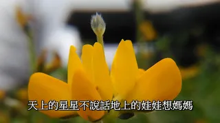 北京天使合唱團–魯冰花(2019年2月26日貓空看魯冰花一日遊)