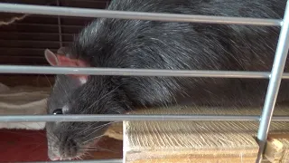 Какими звуками общаются крысы? Камера смогла передать ультразвук!