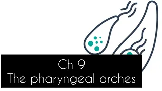 Pharyngeal arches in complete detail -Embryology