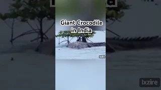 Giant Crocodile in India