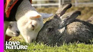 Giant 50lb Rabbit is Rejected and Befriends Baby Lambs | Oddest Animal Friendships