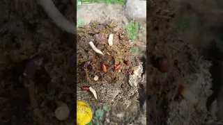 Karasinek ev sineğinin gübredeki gelişimi (Yumurta, larva ve pupa) (Prof. Dr. Hüseyin ÇETİN)