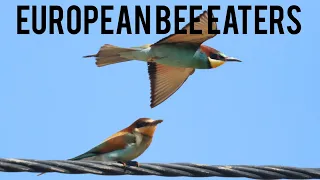bee-eaters in Tavira Portugal