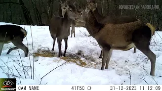 За новогодним столом!