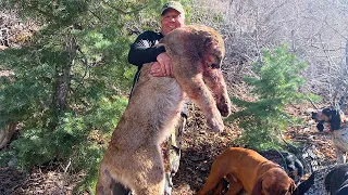 Huge Utah Mountain Lion (Catch Clean Cook) Dads Dream Hunt Complete