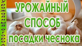 СУПЕР УРОЖАЙНЫЙ СПОСОБ ПОСАДКИ ЧЕСНОКА!