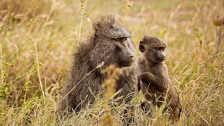 The Incredible Lives of East African Baboons | Our World