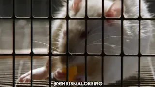 Brocasito - “Ratos de esgoto” [Clipe]