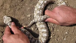 Viper snake with a spider tail