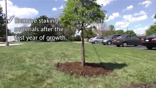 Best Practices - Staking a Tree