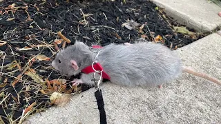 Adorable Pet Rat Videos