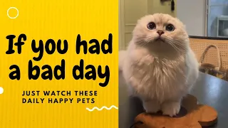 If you had a bad day, just watch these daily happy pets | Day 39