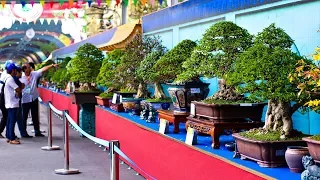 Bonsai Exhibition Vietnam -15th ASPAC - (Asia Pacific Bonsai And Suiseki Bonsai Exhibition) Part 1