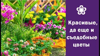 ❀ Красивые, да еще и съедобные цветы, которые придадут блюдам оригинальность