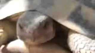 Jamaican Turtles having sex