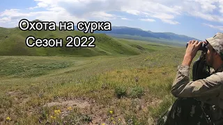 Открытие сезона охоты на сурка 2022 года