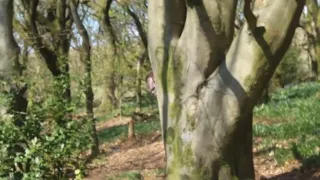 Bigfoot Tree Peeking